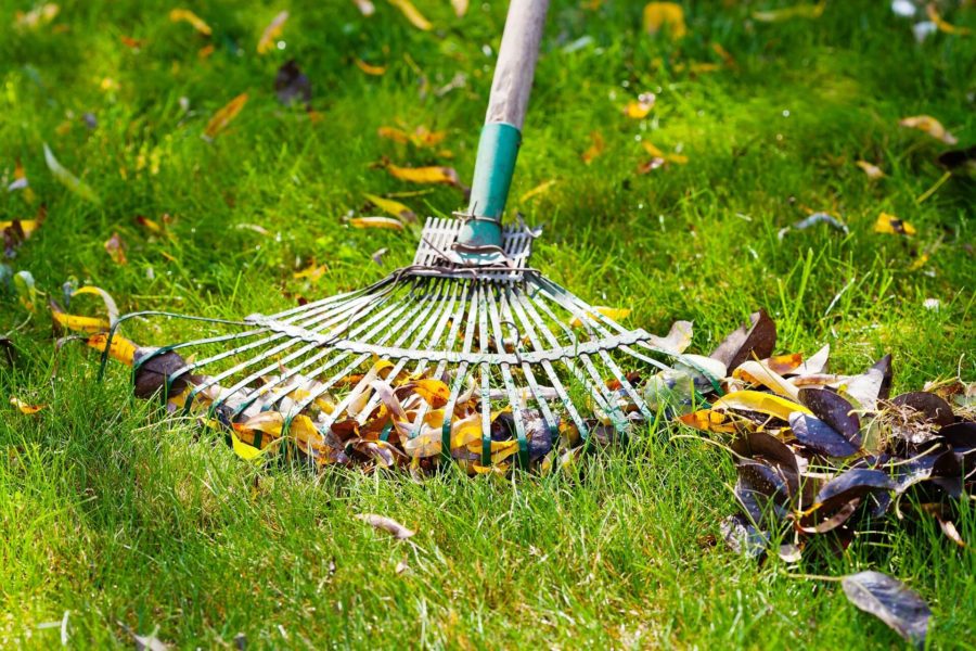 Picture of raking leaves.